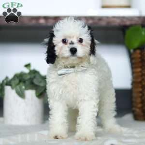 Jordan, Cavapoo Puppy